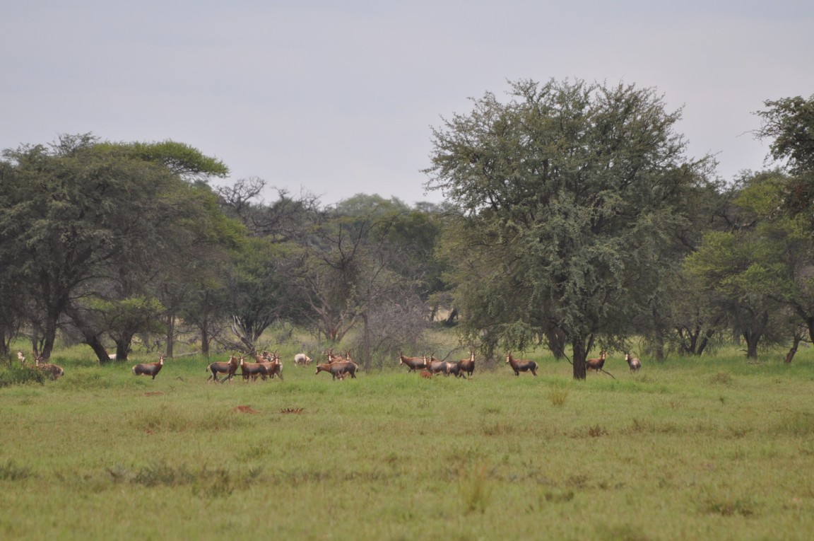 Malepartus Jagdreisen - Sdafrika