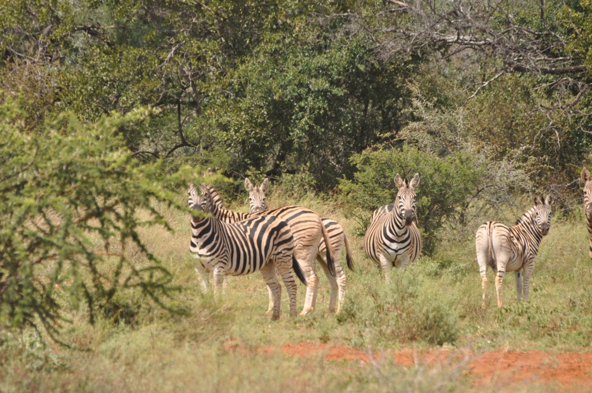 Malepartus Jagdreisen - Sdafrika
