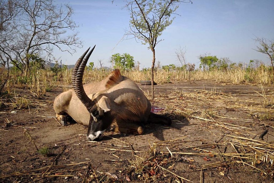 Malepartus Jagdreisen - Benin