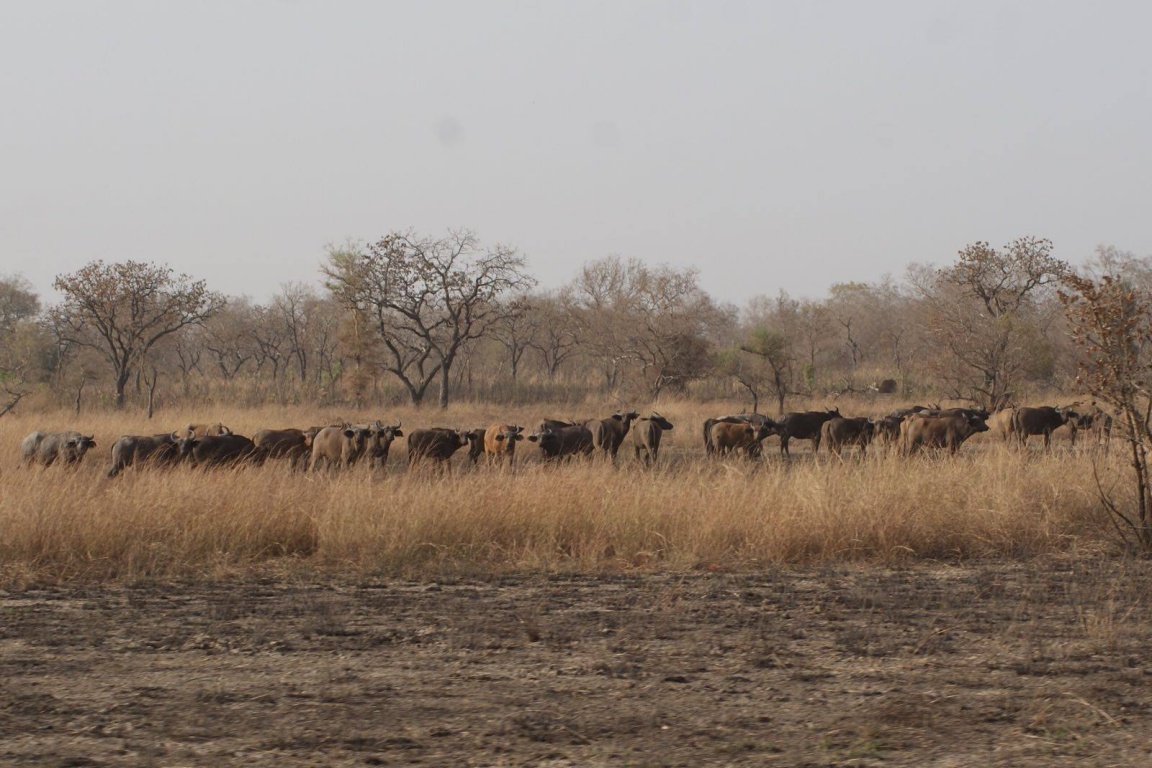 Malepartus Jagdreisen - Benin