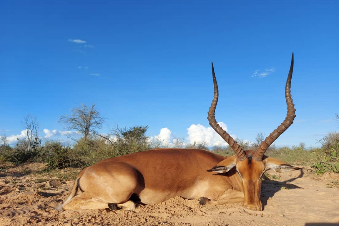 Malepartus Jagdreisen - Botswana