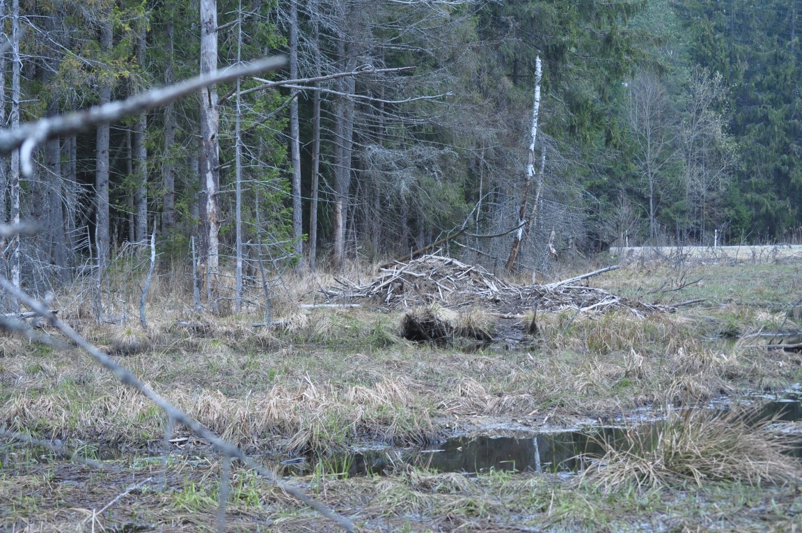 Malepartus Jagdreisen - Litauen