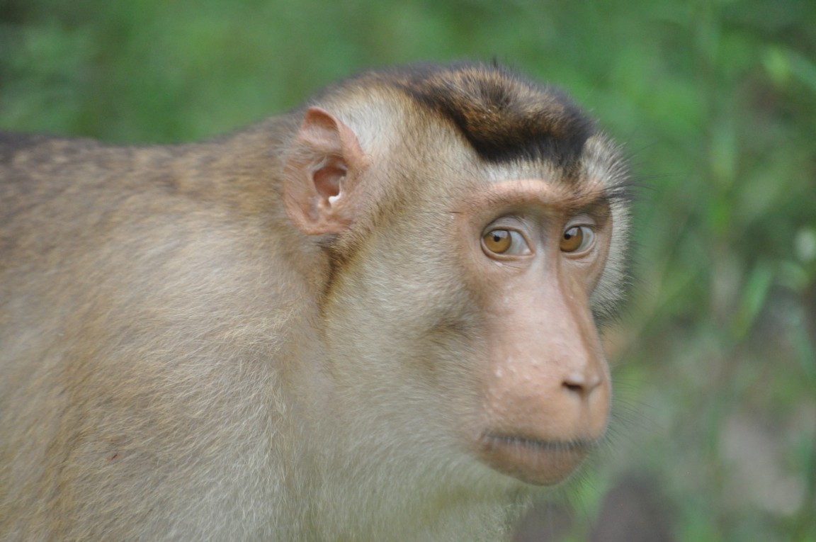 Malepartus Jagdreisen - Malaysia