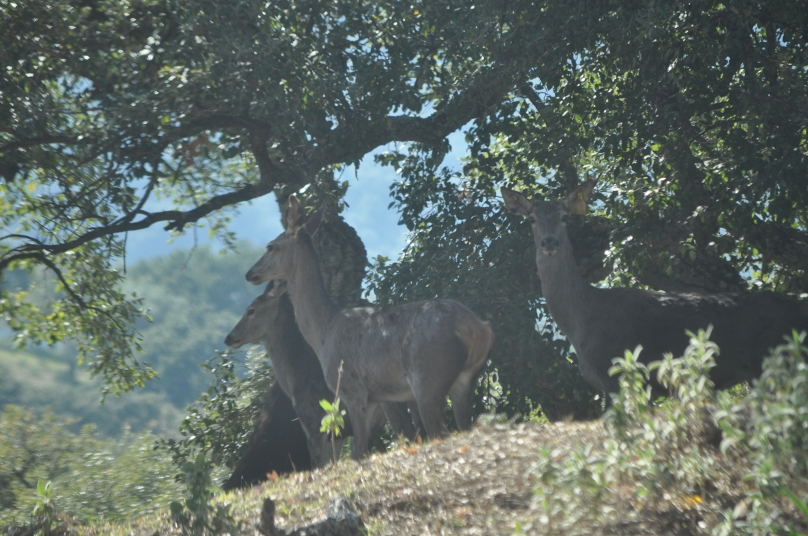 Malepartus Jagdreisen - Monteria in Spanien