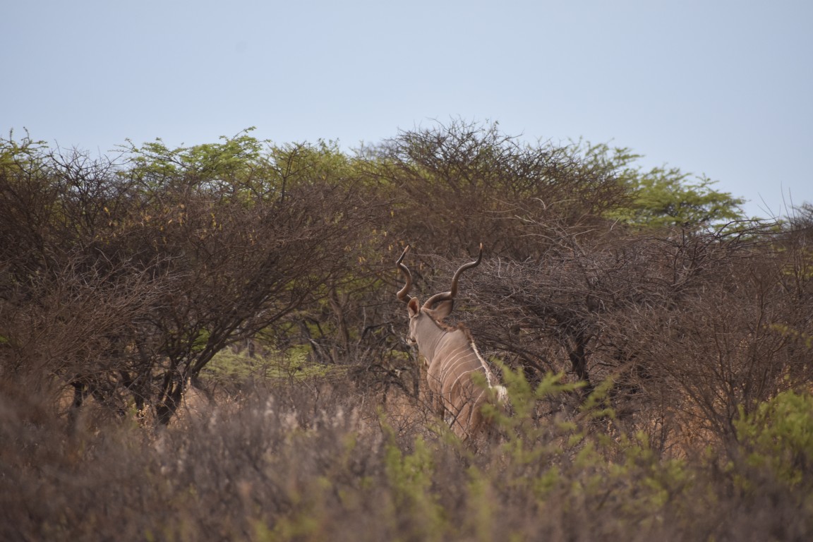 Malepartus Jagdreisen - Namibia