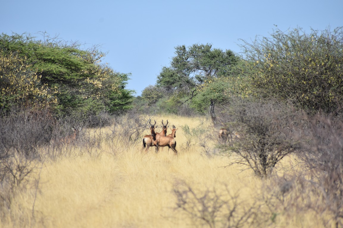 Malepartus Jagdreisen - Namibia