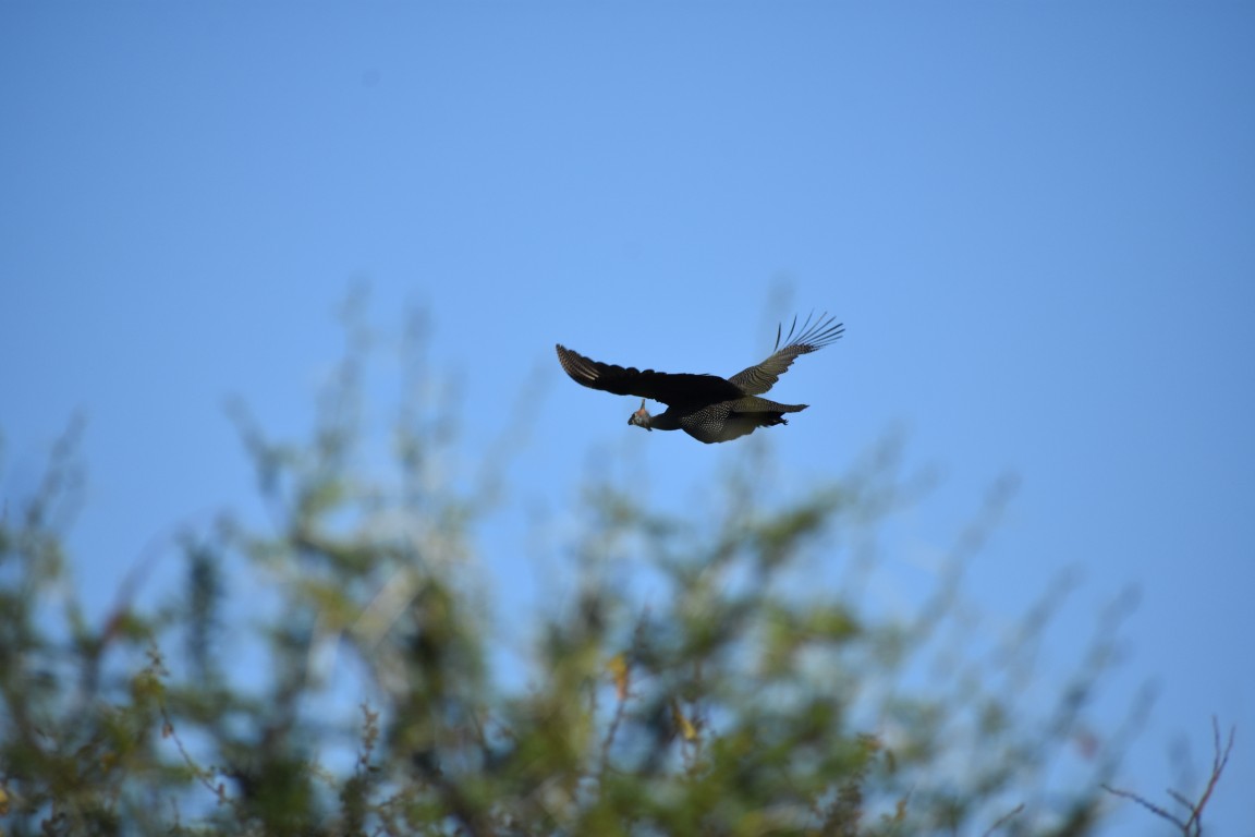 Malepartus Jagdreisen - Namibia