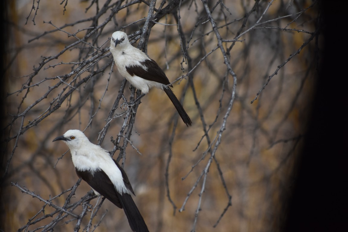 Malepartus Jagdreisen - Namibia