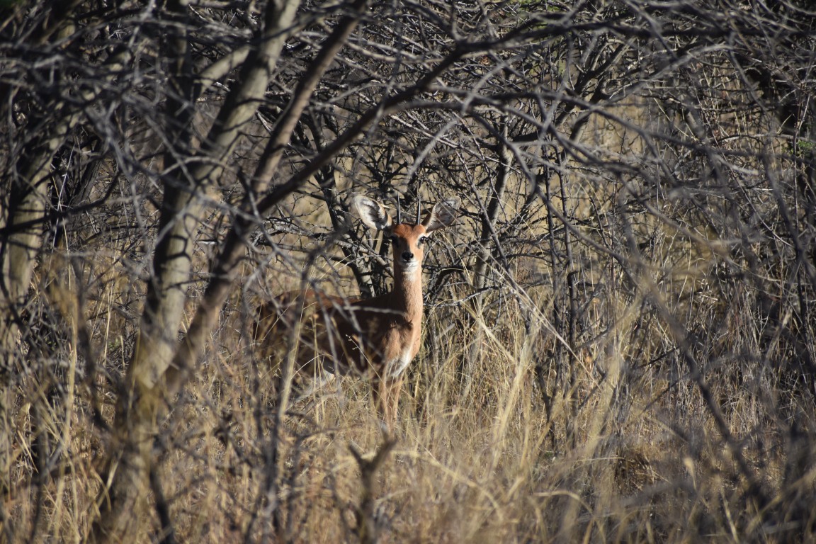 Malepartus Jagdreisen - Namibia