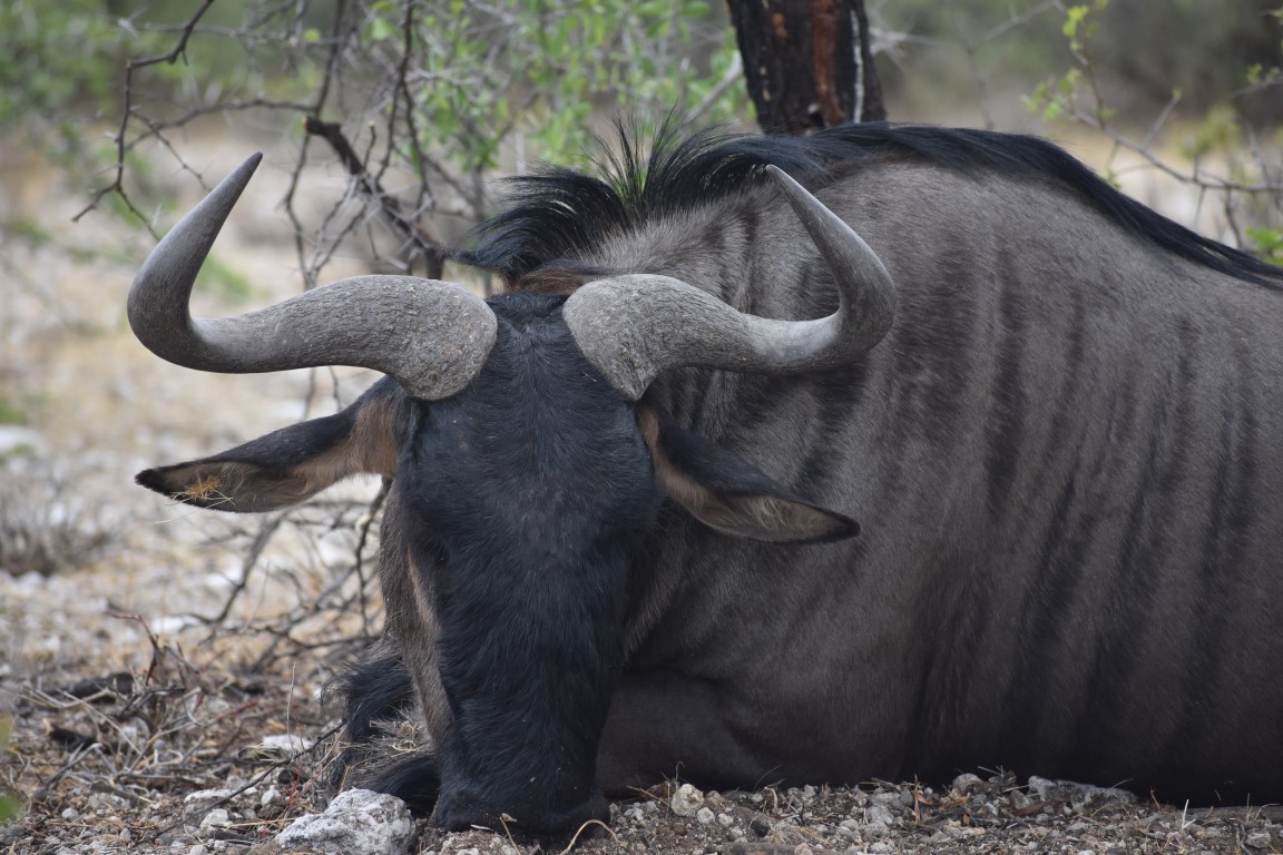 Malepartus Jagdreisen - Namibia