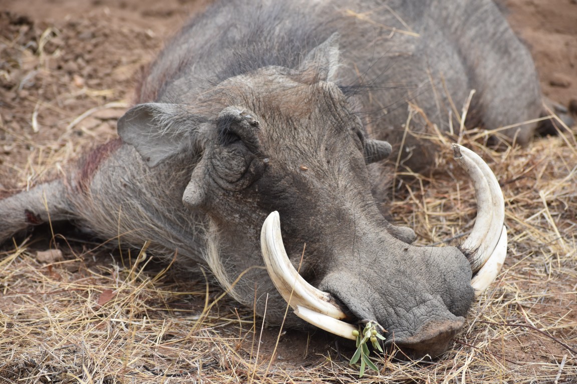 Malepartus Jagdreisen - Namibia