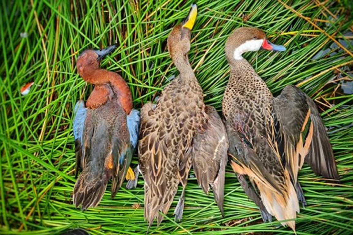 Malepartus Jagdreisen - Peru