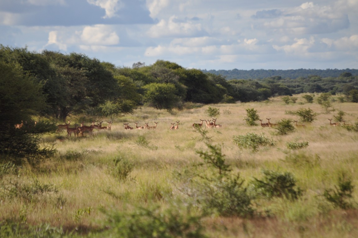 Malepartus Jagdreisen - Sdafrika