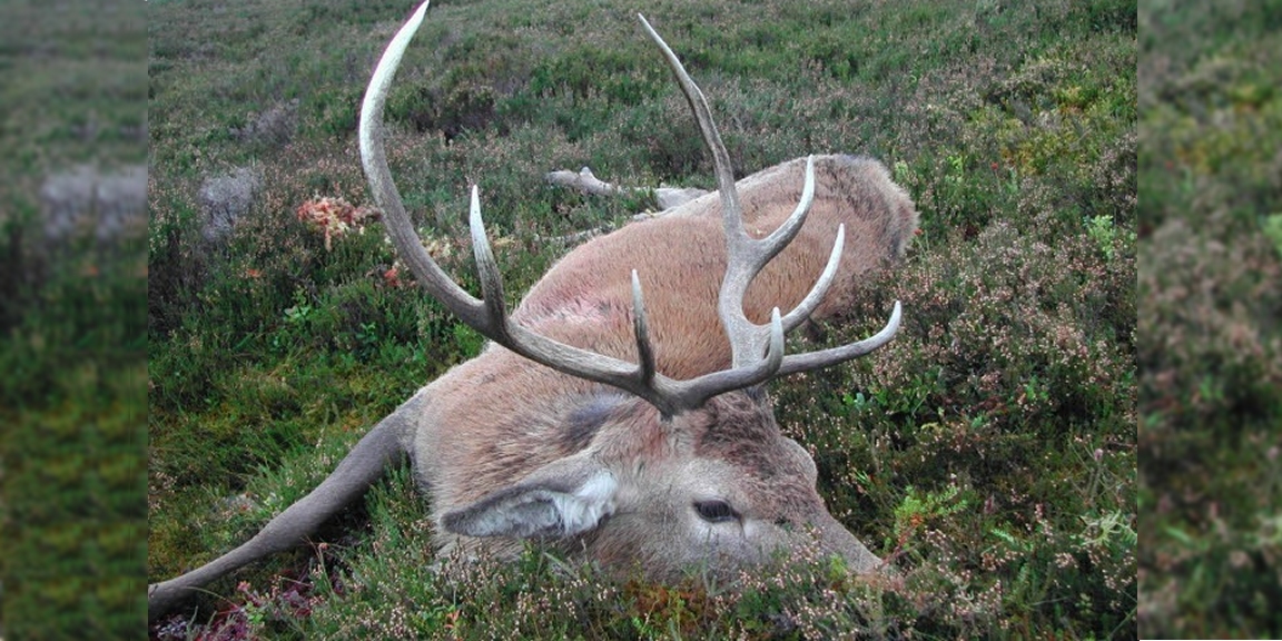 Malepartus Jagdreisen - Schottland