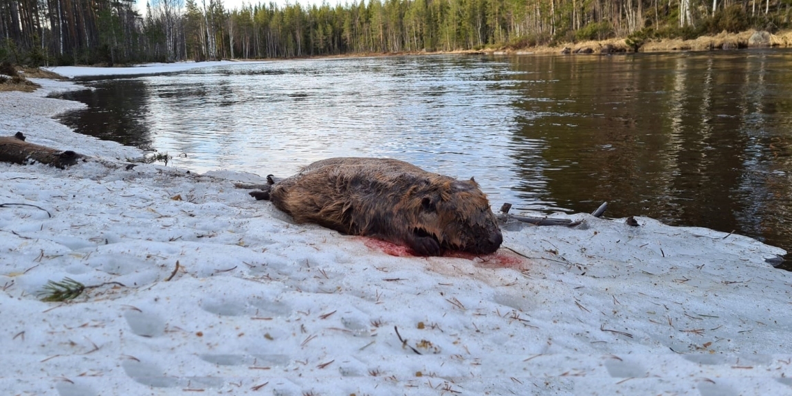 Malepartus Jagdreisen - Schweden