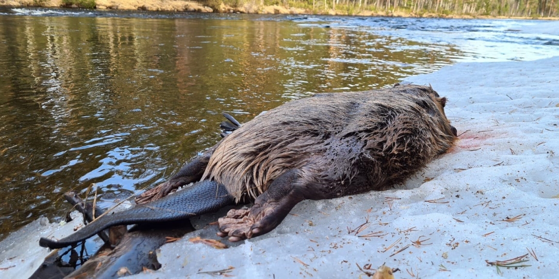 Malepartus Jagdreisen - Schweden