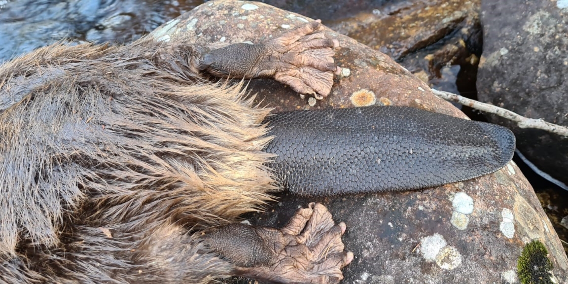 Malepartus Jagdreisen - Schweden