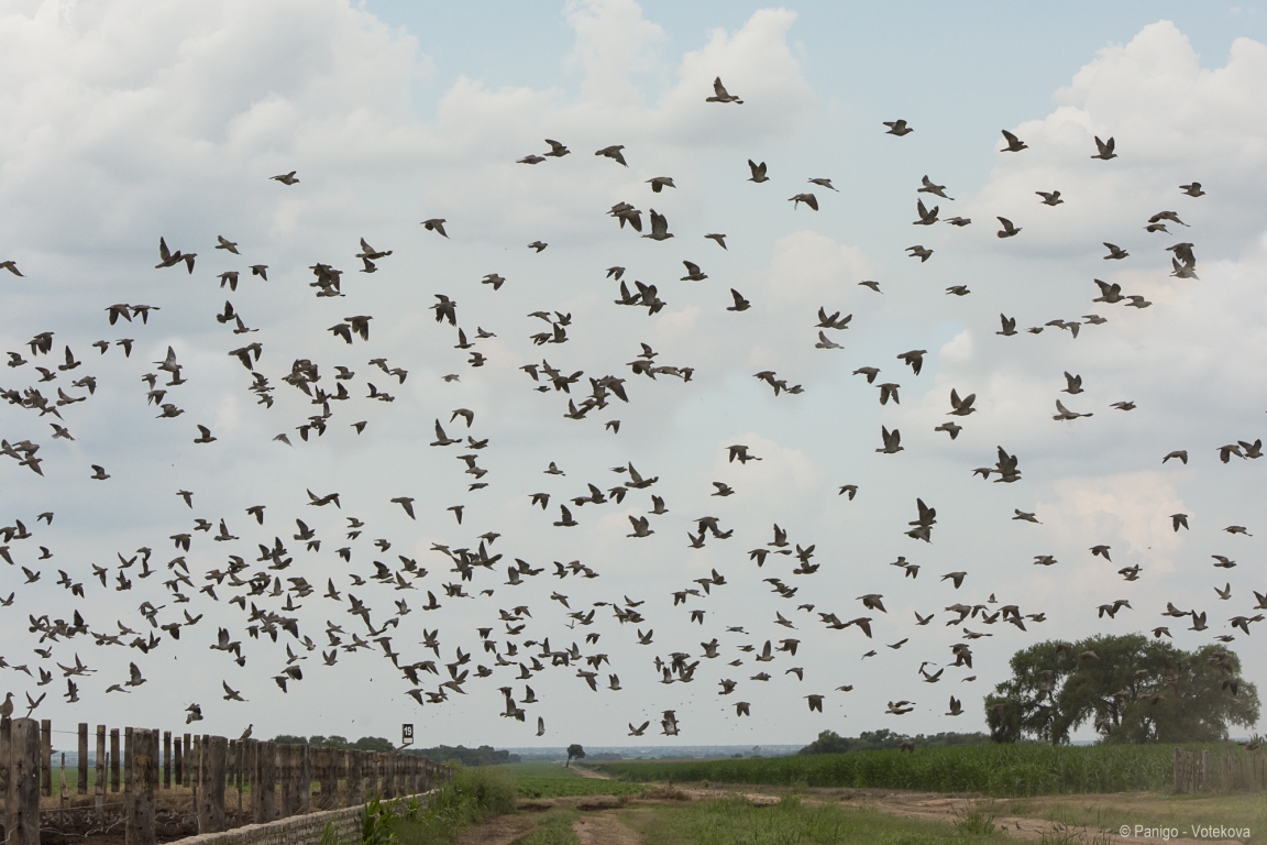 Malepartus Jagdreisen - Uruguay